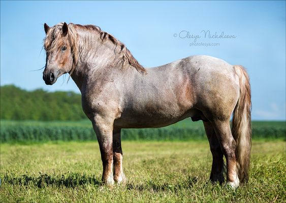 Stallion Dobrynya - Soviet Heavy Draft Horse